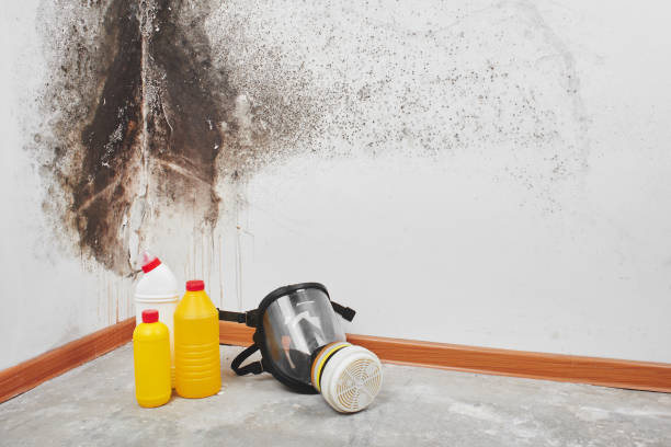 Best Mold Damage Repair  in Fircrest, WA