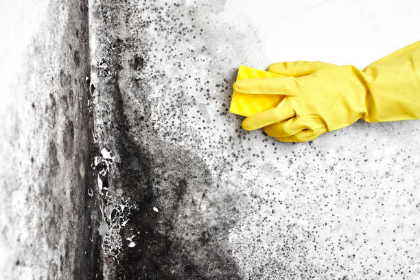 Best Professional Mold Removal  in Fircrest, WA