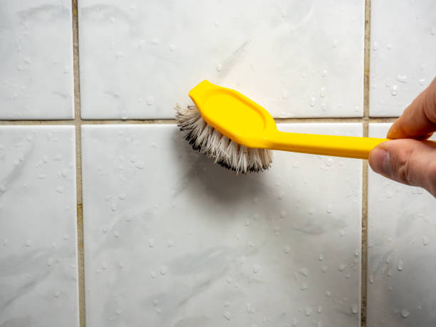 Best Mold Damage Repair  in Fircrest, WA