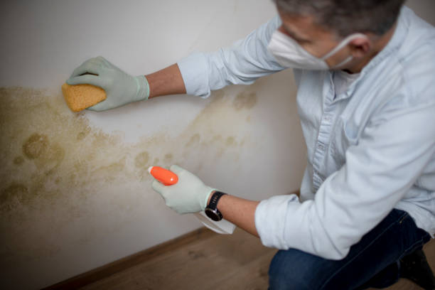 Best Toxic Mold Removal  in Fircrest, WA