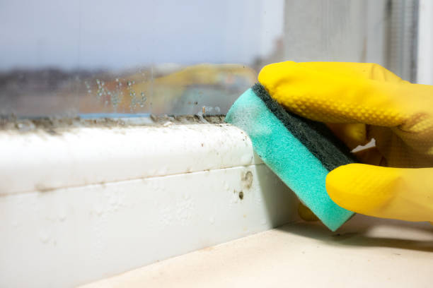 Best Mold Removal Company Near Me  in Fircrest, WA