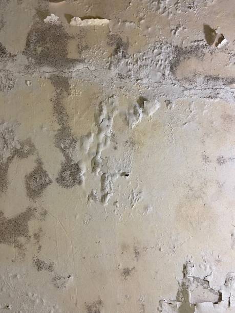 Best Same-Day Mold Removal  in Fircrest, WA