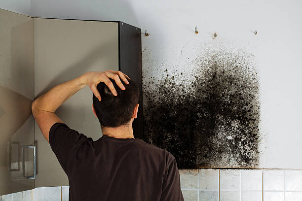 Best Crawl Space Mold Removal  in Fircrest, WA