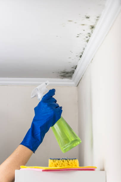 Best Attic Mold Removal  in Fircrest, WA