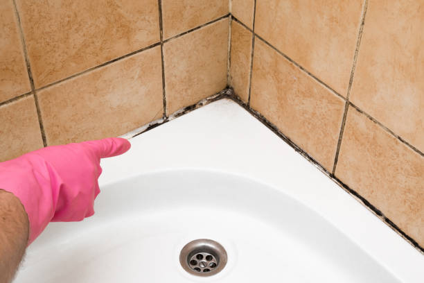 Best Best Mold Removal Companies  in Fircrest, WA